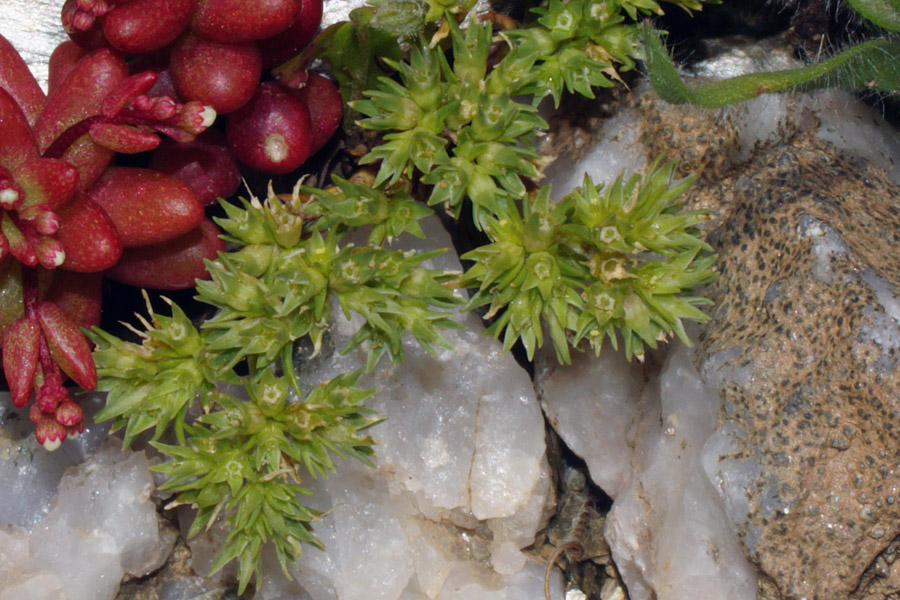 Scleranthus polycarpos / Centograni a frutti piccoli,